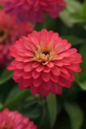 Picture of Zinnia Marylandica Brilliant Series - Salmon Rose